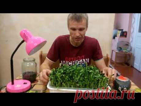 Микрозелень дома.Самый правильный и буджетный способ!
