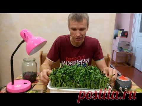 Микрозелень дома.Самый правильный и буджетный способ!