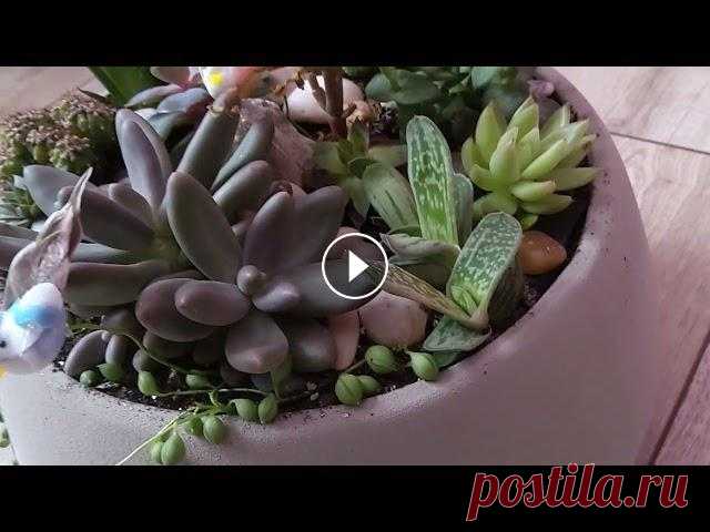 Композиции из суккулентов ### Zusammensetzungen von Sukkulenten Композиции из суккулентов ### Zusammensetzungen von Sukkulenten...