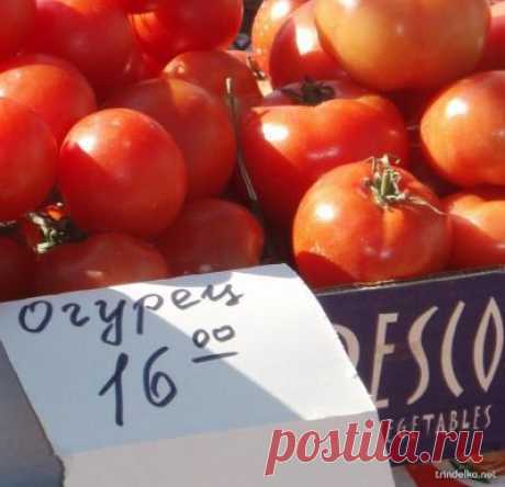 новый вид огурцов