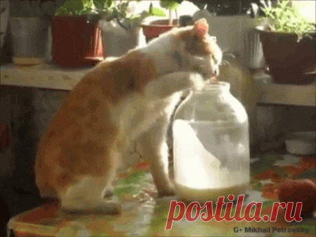 смышленый котэ