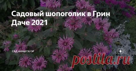 Садовый шопоголик в Грин Даче 2021 Если бы я могла, то ездила бы в GreenDachy по нескольку раз за сезон. Там всегда будет цвести что-то новое В этом году так сложилось, что я попала туда только в начале июля. То уезжала, то болела, то было дико жарко. Но в итоге, подгадывала-подгадывала, и забрала растения в самое пекло Приехала, как всегда, на полчасика, а проговорили мы с Татьяной Борисовной больше двух. И разговаривали бы еще дольше, если бы у меня не была назначена еще...