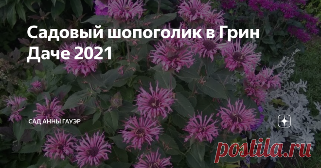 Садовый шопоголик в Грин Даче 2021 Если бы я могла, то ездила бы в GreenDachy по нескольку раз за сезон. Там всегда будет цвести что-то новое В этом году так сложилось, что я попала туда только в начале июля. То уезжала, то болела, то было дико жарко. Но в итоге, подгадывала-подгадывала, и забрала растения в самое пекло Приехала, как всегда, на полчасика, а проговорили мы с Татьяной Борисовной больше двух. И разговаривали бы еще дольше, если бы у меня не была назначена еще...