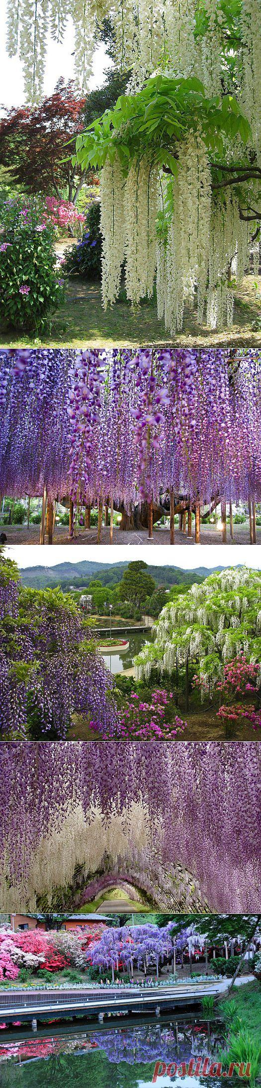 ПАРК ЦВЕТОВ АСИКАГА.