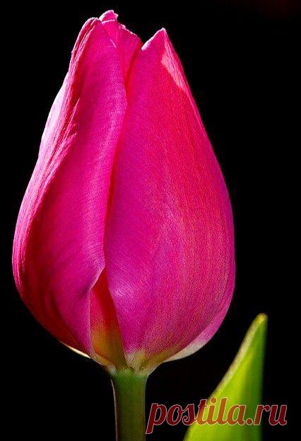 Пин на доске яТЮЛЬПАНЫ