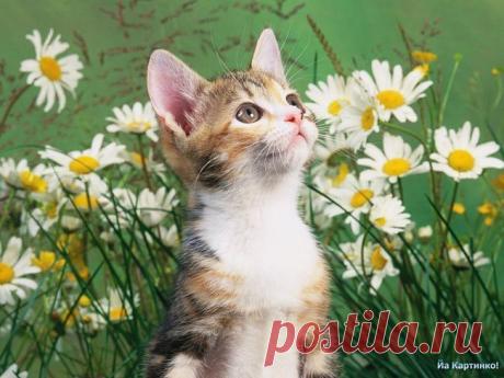 вах какая красота