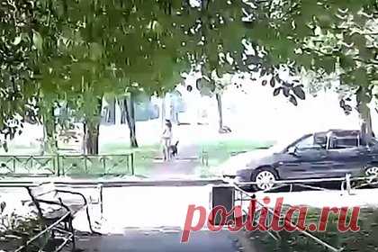 Домашняя собака спасла девятилетнюю россиянку от падающей ветки. В Санкт-Петербурге домашняя собака по кличке Броня спасла девятилетнюю девочку от огромной ветки, упавшей с дерева. Инцидент записала камера видеонаблюдения. На кадрах видно, как девочка идет с питомцем по дороге, внезапно тот резко дергается и тащит ее вперед. Спустя секунду на землю падает огромная ветка.