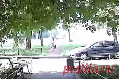 Домашняя собака спасла девятилетнюю россиянку от падающей ветки. В Санкт-Петербурге домашняя собака по кличке Броня спасла девятилетнюю девочку от огромной ветки, упавшей с дерева. Инцидент записала камера видеонаблюдения. На кадрах видно, как девочка идет с питомцем по дороге, внезапно тот резко дергается и тащит ее вперед. Спустя секунду на землю падает огромная ветка.