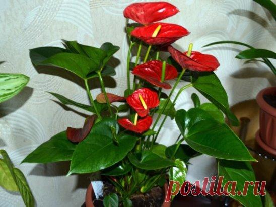 Секреты ухода за антуриумом от Татьяны Бубновой  
 Сегодня хочу рассказать нашим подписчикам об Антуриуме - одном из любимых мною комнатных растений. 
 В переводе с греческого языка «Антуриум» означает «Цветохвост». Такое оригинальное название цветок получил за необычное строение: на длинном стебле расположено глянцевое покрывало яркого цвета, от которого отходит початок, именно он и является цветком, а яркое покрывало – это просто лист. Для выращивания в комнатной культуре наибольшую популяр