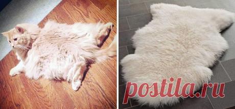 15 котов, похожих на кого угодно, только не на самих себя – Фитнес для мозга