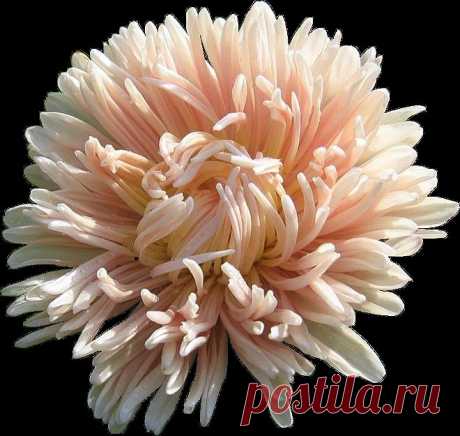 астры (9)