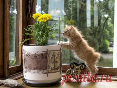 Фотографии кошек, которые достойны восхищения! | Дай лапку