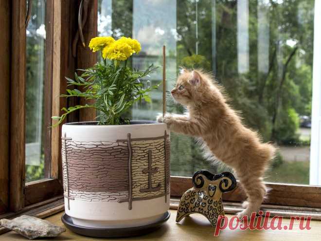 Фотографии кошек, которые достойны восхищения! | Дай лапку