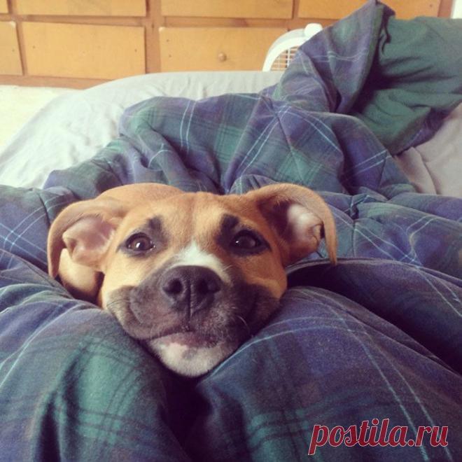 От улыбки станет всем светлей. Собаки, фотогеничность которых просто зашкаливает