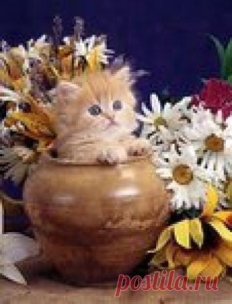 НА ОДНОМ САЙТЕ СОБРАНЫ ЭЛЕКТРОННЫЕ ВЕРСИИ ВСЕХ ПОПУЛЯРНЫХ ПЕЧАТНЫХ ИЗДАНИЙ!