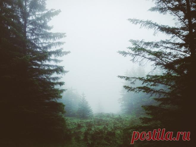 Потрясающий лес в Шеффилде - Путешествуем вместе