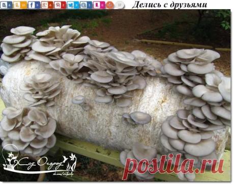 Google+