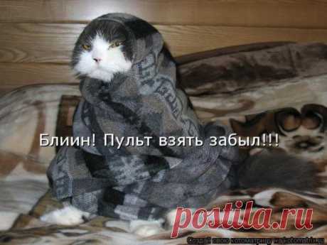 Проснулся сам - разбуди хозяина. Забавная котоматрица