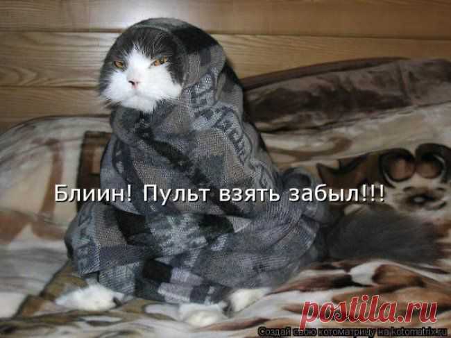 Проснулся сам - разбуди хозяина. Забавная котоматрица