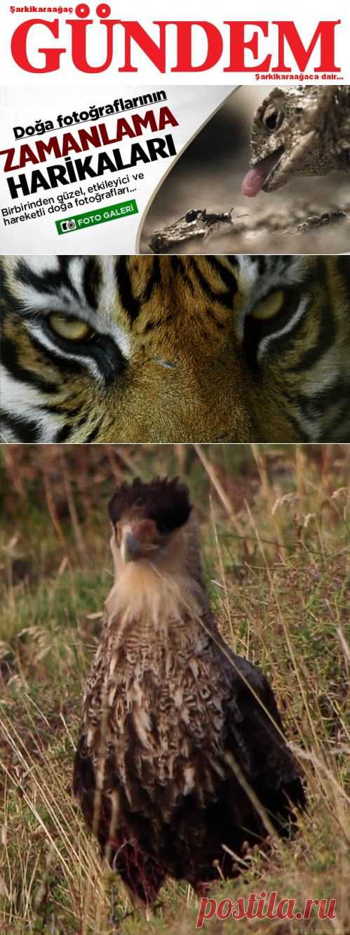 HARİKA FOTOĞRAFLAR - Şarkikaraağaç Gündem