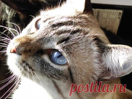 Встретил кота - покорми! | Кошка Чернуха и кот Беляшик | Яндекс Дзен