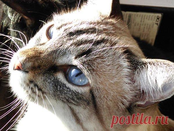 Встретил кота - покорми! | Кошка Чернуха и кот Беляшик | Яндекс Дзен