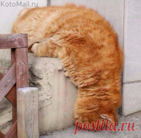 Рыжий сон