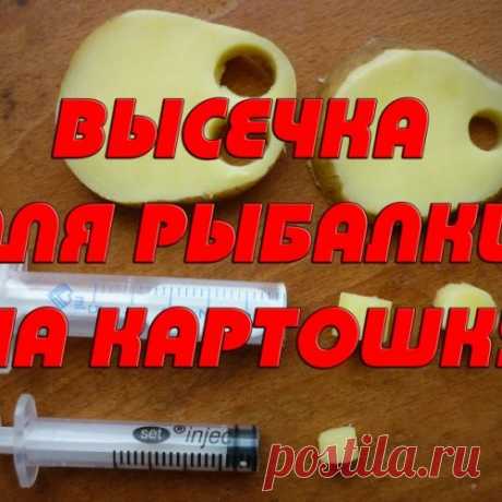 Высечка для рыбалки на картошку при ловле карпа из шприца