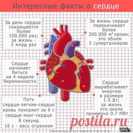 Факты о сердце | Сияние Жизни