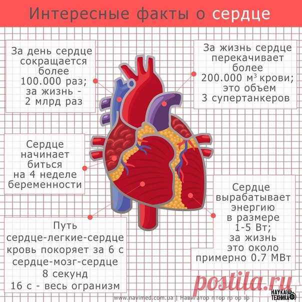 Факты о сердце | Сияние Жизни
