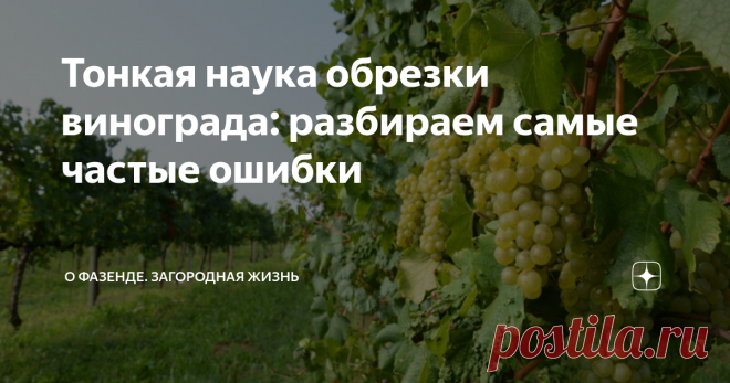 Тонкая наука обрезки винограда: разбираем самые частые ошибки Обрезка винограда: как правильно и в какой период проводить обрезку? Наиболее распространенные ошибки, которые допускают виноградари.