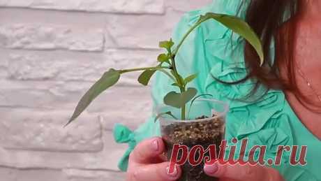 СРОЧНО СПАСАЕМ РАССАДУ ПЕРЦА ОТ ПЕРЕРАСТАНИЯ!