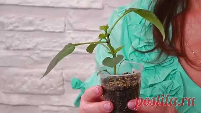 СРОЧНО СПАСАЕМ РАССАДУ ПЕРЦА ОТ ПЕРЕРАСТАНИЯ!