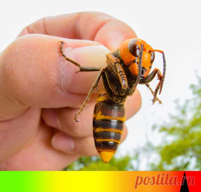 10 членистоногих, о которых стоит знать каждому, кто хотя бы изредка выезжает за границу