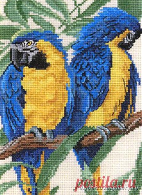 loros azules – pilar ibarz – Picasa tīmekļa albumi