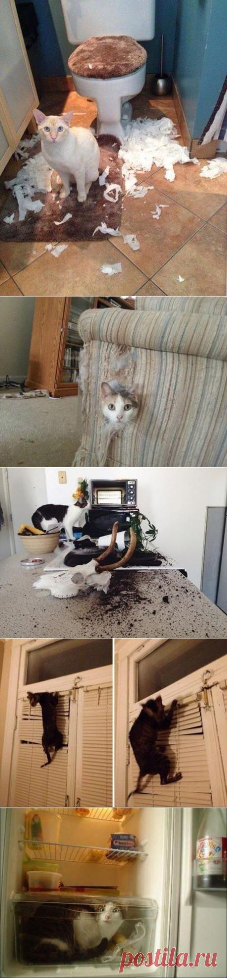 Домашние любимцы | Хитрости Жизни