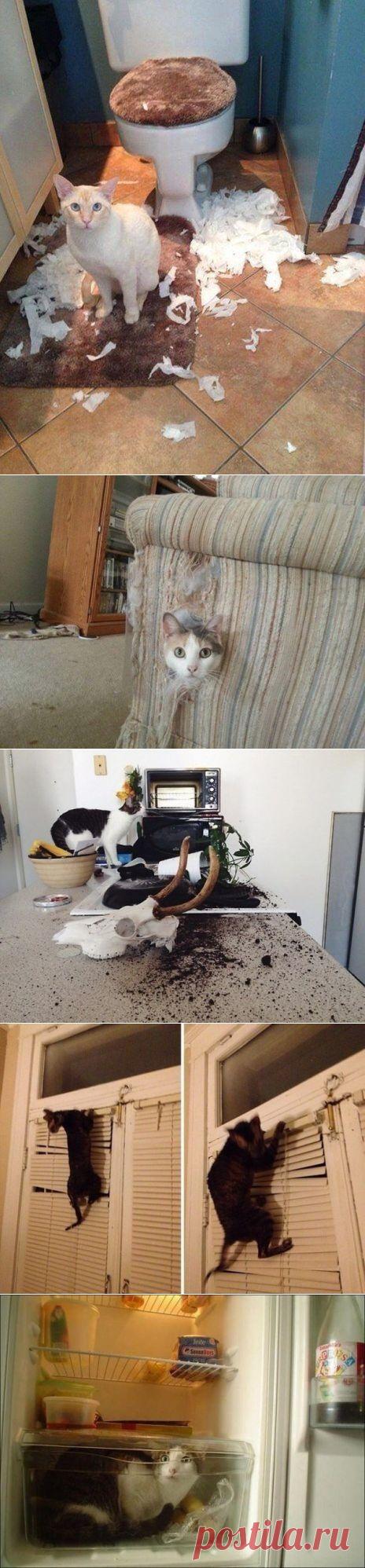 Домашние любимцы | Хитрости Жизни