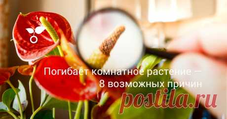 Погибает комнатное растение — 8 возможных причин Если ваше комнатное растение погибает на глазах или медленно чахнет, значит, ему чего-то не хватает или что-то мешает. Определить проблему помогут 8 рекомендаций, которые вы прочитаете в этой статье.