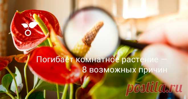 Погибает комнатное растение — 8 возможных причин Если ваше комнатное растение погибает на глазах или медленно чахнет, значит, ему чего-то не хватает или что-то мешает. Определить проблему помогут 8 рекомендаций, которые вы прочитаете в этой статье.