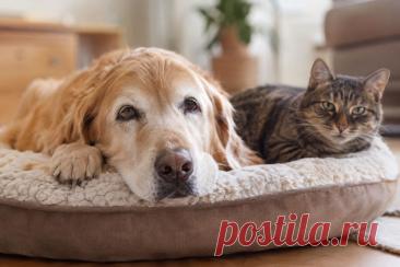 🐾 Почему пожилая собака бесцельно ходит по дому, а кошка мяукает по ночам и забывает привычки? Одной из причин могут быть когнитивные нарушения. Рассказываем, как распознать тревожные изменения, пройти диагностику и помочь питомцу сохранить качество жизни ❤️🐶🐱

#Ветеринария #ЗдоровьеЖивотных #Собаки #Кошки #УходЗаПитомцами 
Изображение от ChatGPT