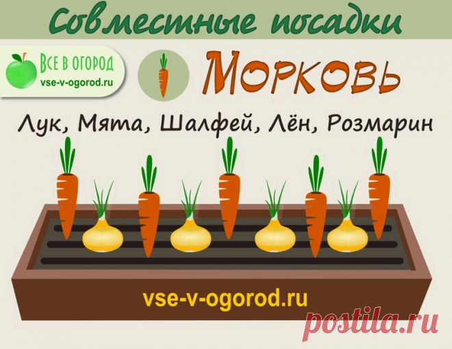 Взаимовыгодное соседство овощей