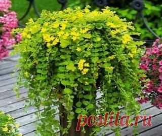 Вербейник (Lysimachia)