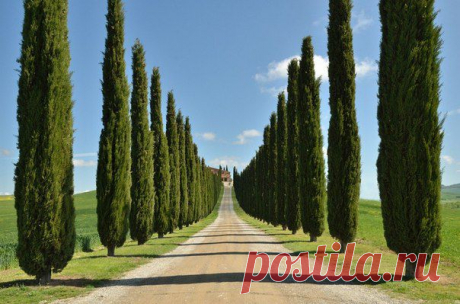 Аллея кипарисов, Тоскана, Италия