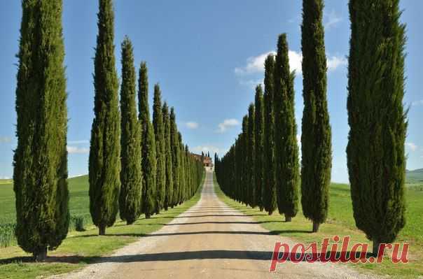 Аллея кипарисов, Тоскана, Италия