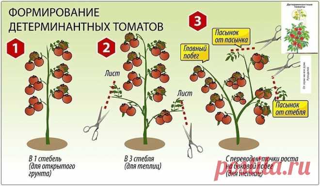 Шпаргалка для начинающих дачников. Как формировать томатные кусты. | От скуки на все руки. | Яндекс Дзен