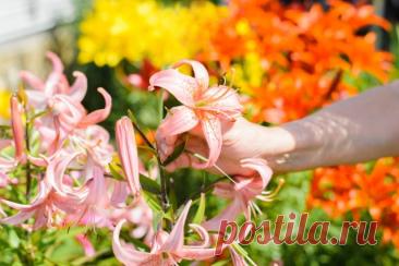 Секреты цветения лилий: всё об уходе за луковичными — Ботаничка