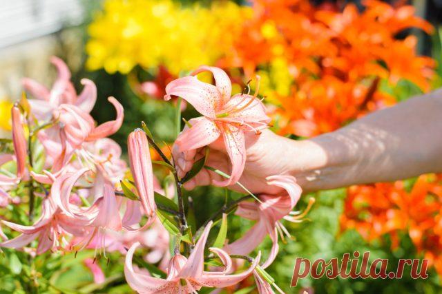 Секреты цветения лилий: всё об уходе за луковичными — Ботаничка