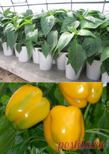 Когда сажать перец на рассаду в 2019 году по лунному календарю - благоприятное время для посева по регионам, пересадка в теплицу, в открытый грунт