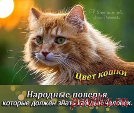 Цвет кошки. 
 Кошка — одно из самых магических животных на земле. Не для кого ни 
секрет, что кошки и котята бывают самых разнообразных окрасок. Но многие
 не знают, что цвет кошки несет сильное влияние на человека и может 
изменить его судьбу.
● Кот с белыми лапками- привлекает материальный достаток;
● Черный кот, несмотря на все суеверия, забирает отрицательную 
энергетику, отводит беду от домочадцев, дарует мудрость и 
проницательность! Предохраняет от сглаза, вора и грозы. Борется со злыми