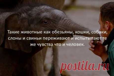 Те же чувства...